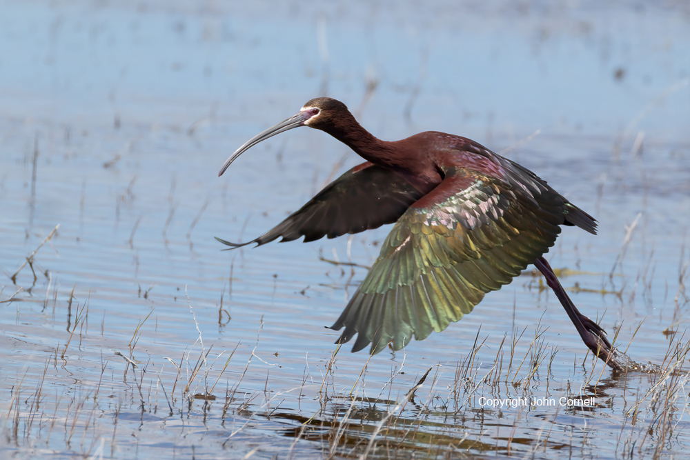 Flying Bird;Ibis;Photography;Plegadis chilhi;White-faced Ibis;action;active;aloft;behavior;birds;color image;flight;fly;flying;in flight;motion;movement;one animal;soar;soaring;wing;winged;wings
